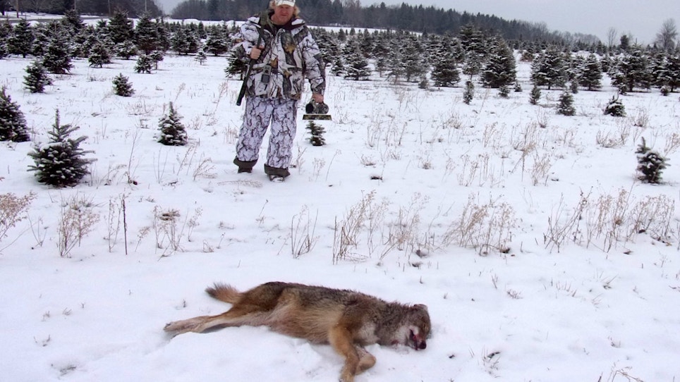 How to Call and Kill More Eastern Coyotes