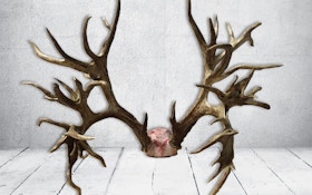 Tennessee Hunter's 47-Point Buck Confirmed New World Record
