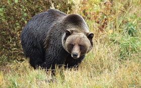 Are Grizzly Bears Back?