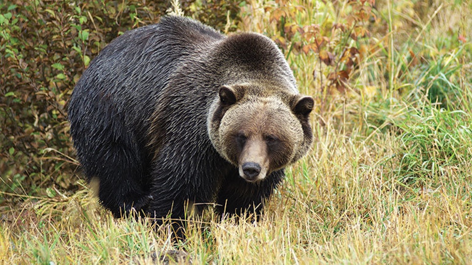 Are Grizzly Bears Back?