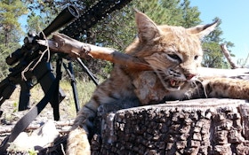 From The Readers: First Bobcat