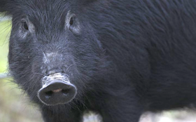 Wait, how many feral hogs did this state agency eliminate?
