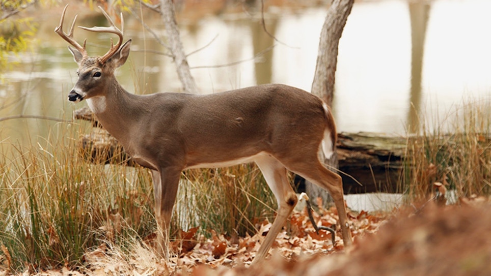 Wounded Whitetail Buck Attacks Hunter, Who Later Dies