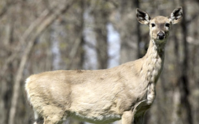 Arkansas GFC hosting public meetings to discuss chronic wasting disease