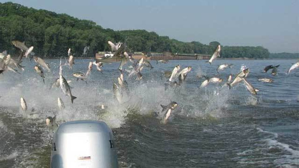 Bowhunters to shoot Asian carp on Illinois River