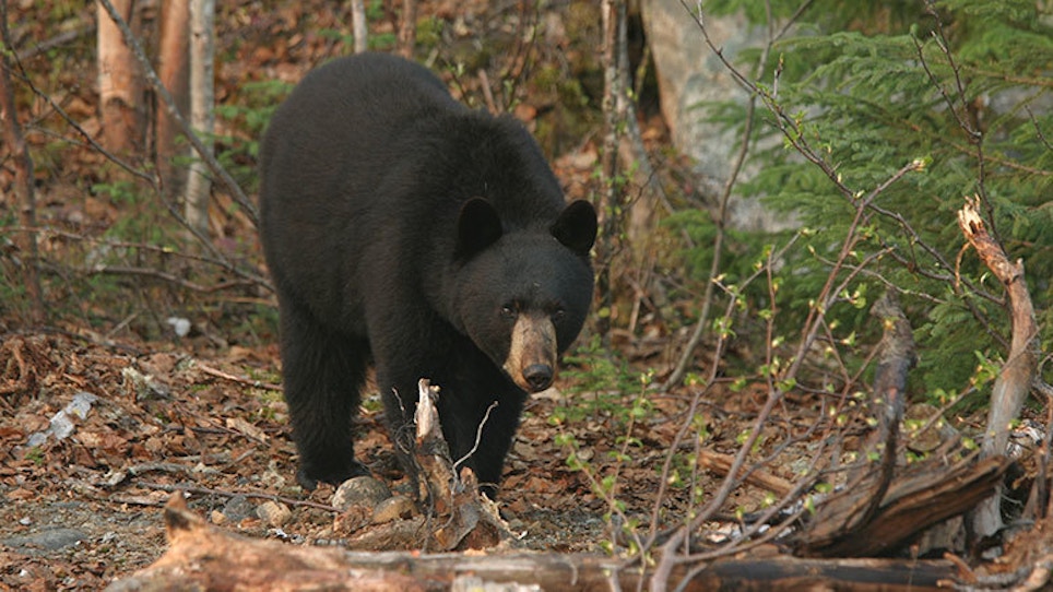 Top 10 Things To Remember When Calling Black Bears