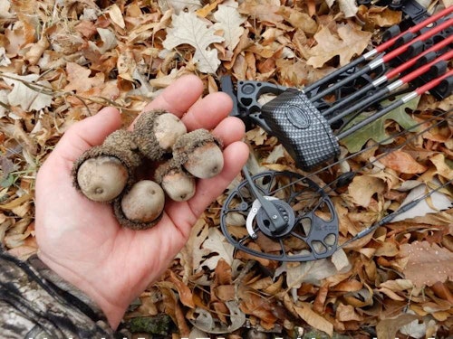 Whitetail land managers should consider the amount and timing of native food sources such as acorns before deciding food plot sizes and what specific seeds to plant in those plots. (Photo by Mark Kayser)