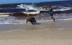 Boar Emerges From Sea, Attacks Beachgoers