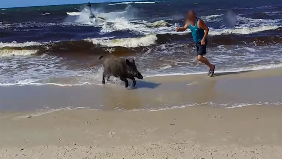 Boar Emerges From Sea, Attacks Beachgoers
