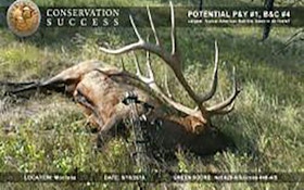 Boone and Crockett Confirms Potential World Record Elk