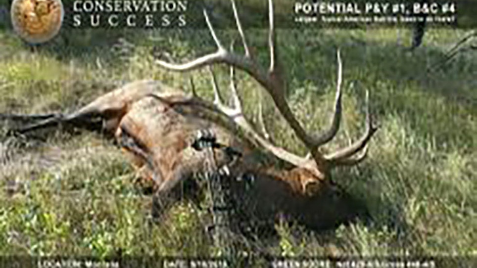 Boone and Crockett Confirms Potential World Record Elk