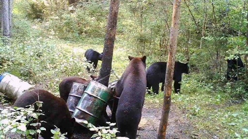 Most Canadian black bear outfitters rely on bait sites to lure bears from the dense forests.