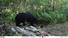 DIY Baiting for Black Bears