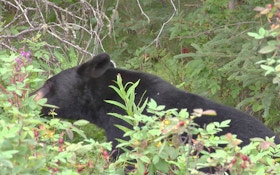 Bear Breaks Into Utah Cabin