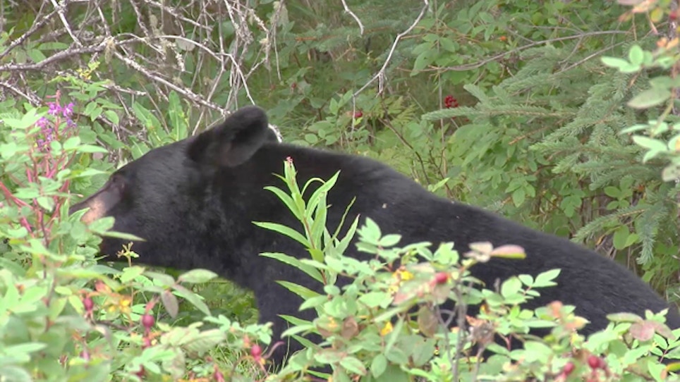 Bear Breaks Into Utah Cabin
