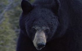 Woman Shoots Charging Bear In Her Front Yard