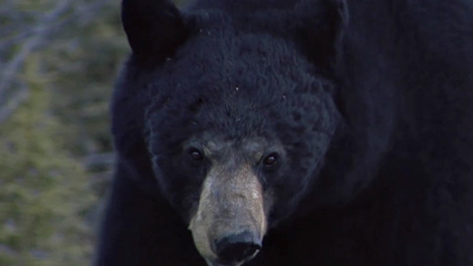 Black Bear Attacks Elderly Montana Woman