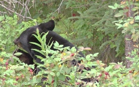 Ohio Black Bear Sightings Dip Slightly In 2014