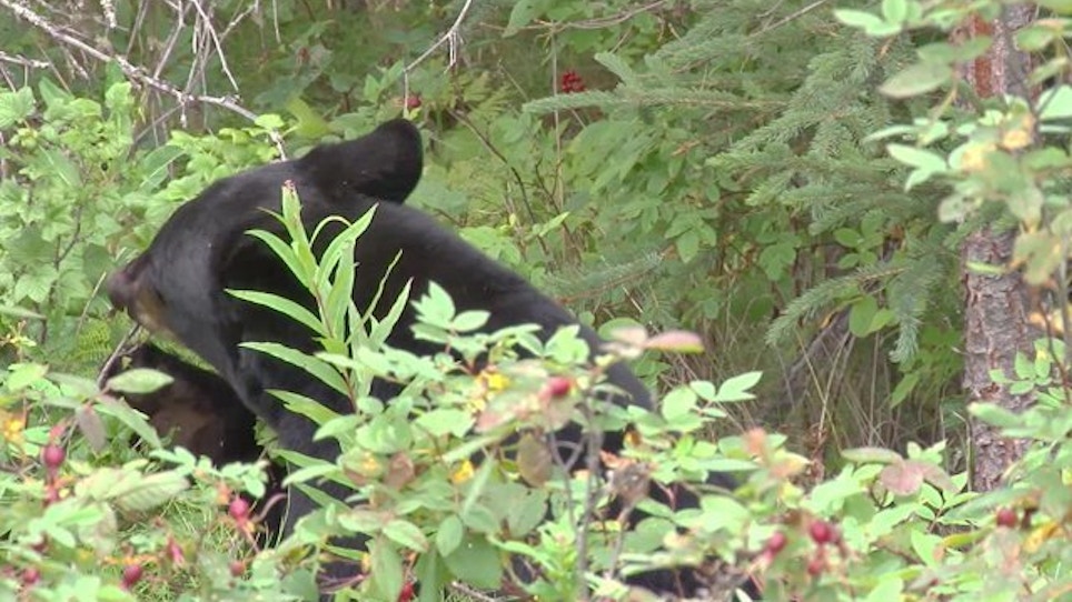 Ohio Black Bear Sightings Dip Slightly In 2014