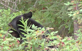 Additional Bear Hunt For 2016, Expanded Area