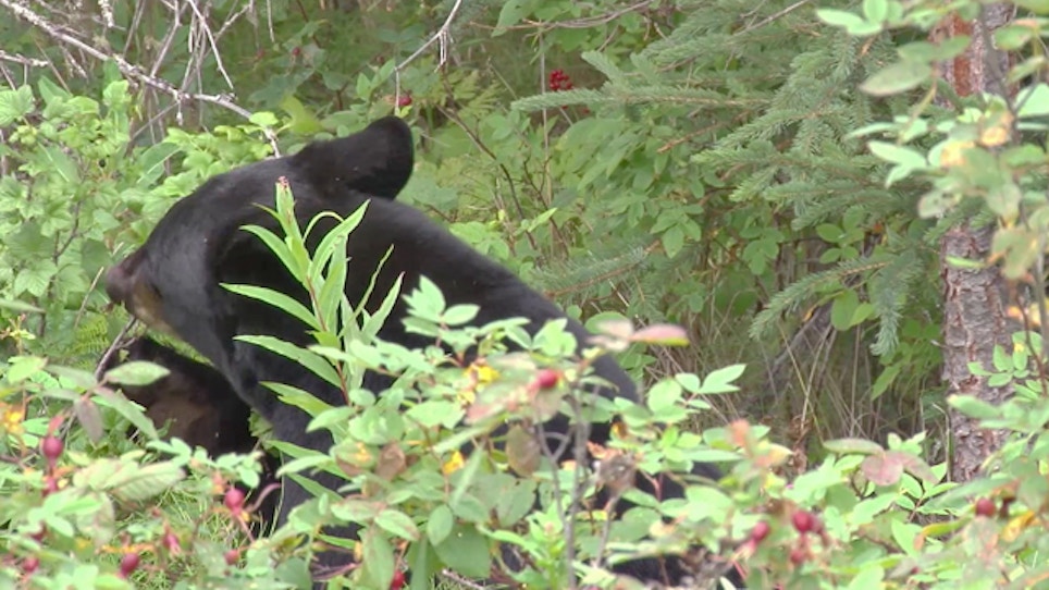 Additional Bear Hunt For 2016, Expanded Area