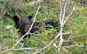 Wildlife Officials: New Hampshire Has Too Many Black Bears