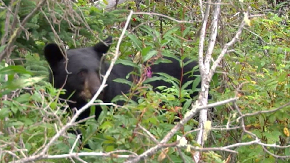 Black Bear Sightings Rise In Rhode Island