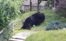 VIDEO: Black Bears Battle In Suburban Front Yard