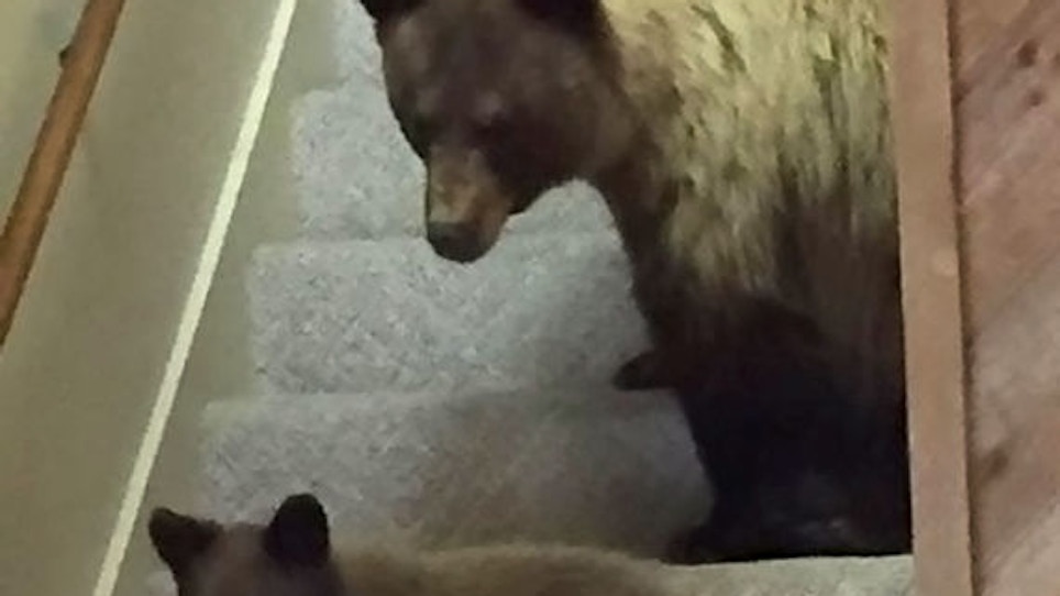 Black Bear, Cub Break Into Wyoming House