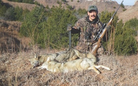 Beating Windy Weather Coyotes