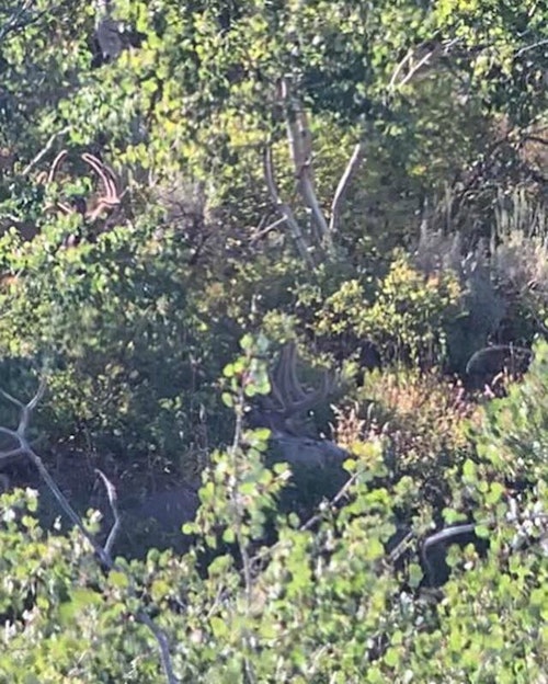 Can you spot the buck Tiffany is hunting? (PS: It’s not the one in the upper-left side of the screen!)