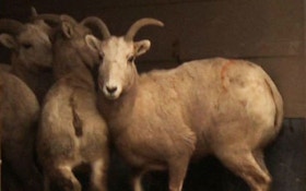 Bighorn Sheep Released For Relocation Program