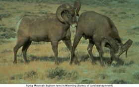 Nevada Pursues Ewe Hunt To Cull Bighorn Sheep