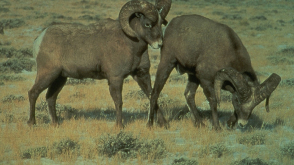 Scientists study die-offs among bighorn sheep