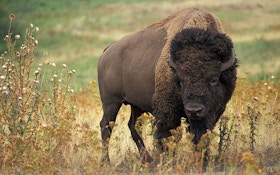 Bison Feel At Home On Jackson Hole Golf Course