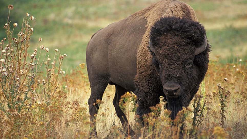 Bison Hunt Starts Slowly In Northwest Wyoming