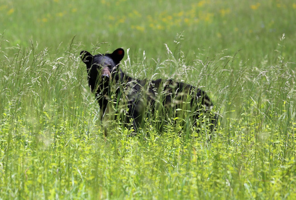 Black Bears Set Up Shop in Iowa
