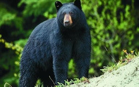 Missouri Officials Seek Comments About Proposed Bear Season
