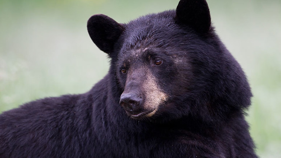 Bear Management In Michigan To Be Discussed