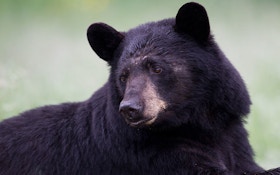 Alaska Men Charged with Illegally Killing Bear Sow, Cubs