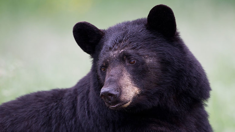 Some Black Bears Are Bigger Than Others. A Lot Bigger. Why?