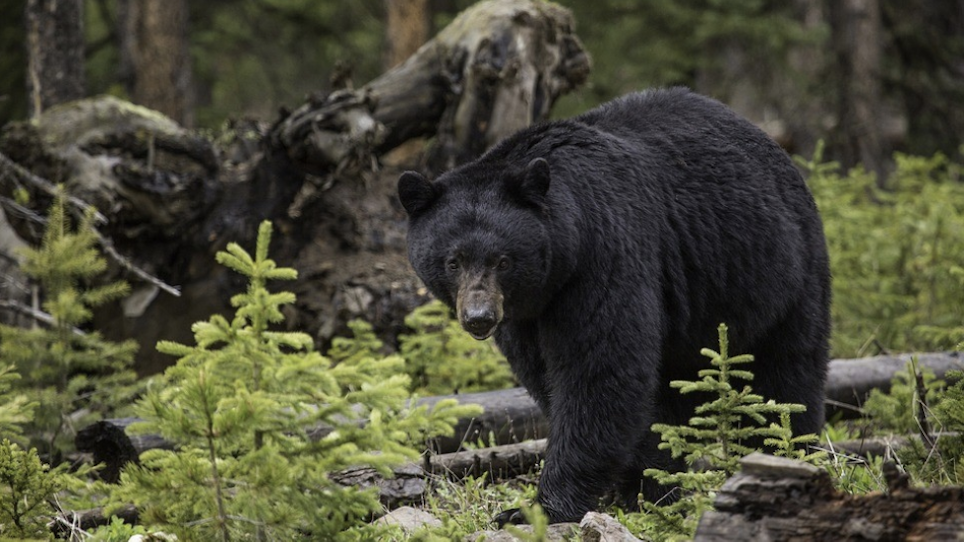 Bear Euthanized After Missing Ginsing Hunter Discovered Scavenged