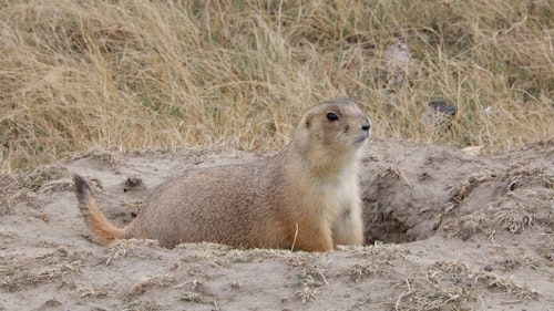 Black-tailed prairie dogs offer hunters great opportunities in spring and summer but beware of risks out in the open country. (Photo: Mark Kayser)