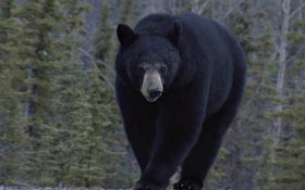Black Bear Crashes College Party, Gets Collared