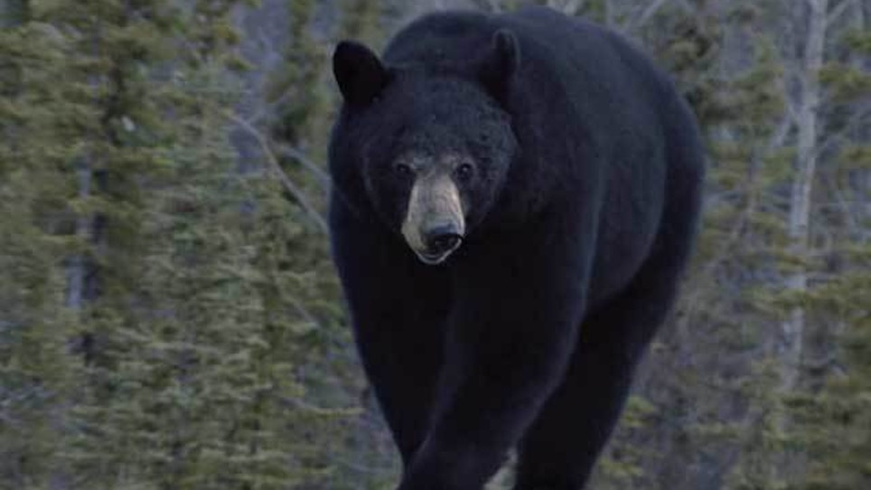 Officials: New Jersey Harvests 549 Black Bears In Six Days
