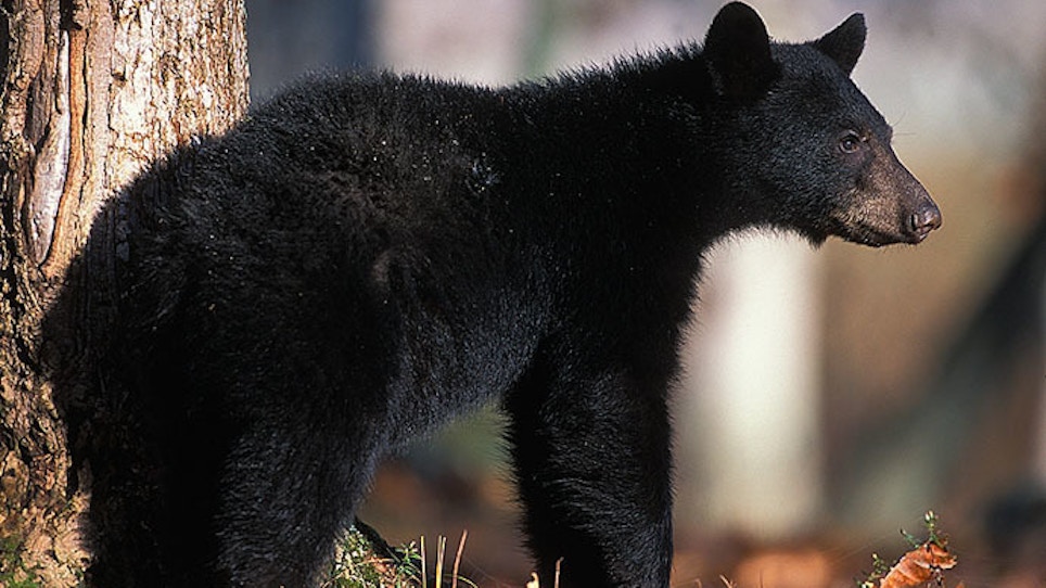 Kentucky Shouldn't Expand Bear Hunt Says Humane Society