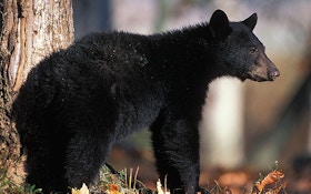 How biologists estimate wild black bear numbers