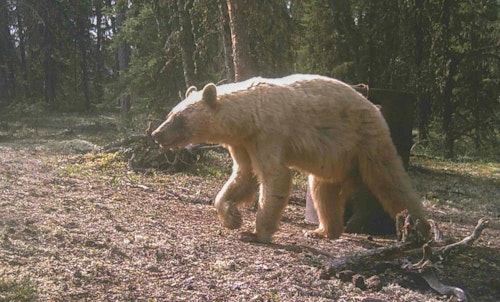 A trail camera photo showed that a blonde bear was at the bait moments before the author arrived.