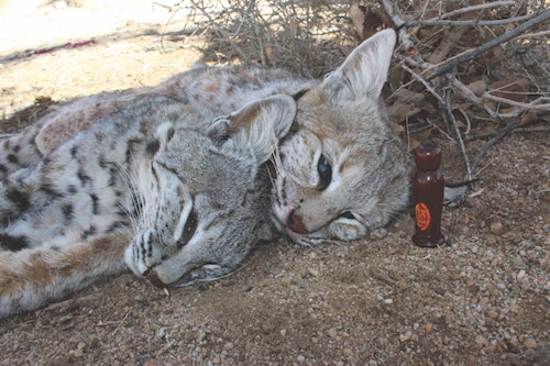 If the author is hunting with a buddy, he uses mouth calls on bobcat shotgun stands.