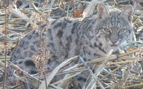 California Commissions Votes For Bobcat Trapping Ban